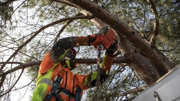 Madrid remite al Gobierno la factura de Filomena: 279 millones en daños al patrimonio municipal