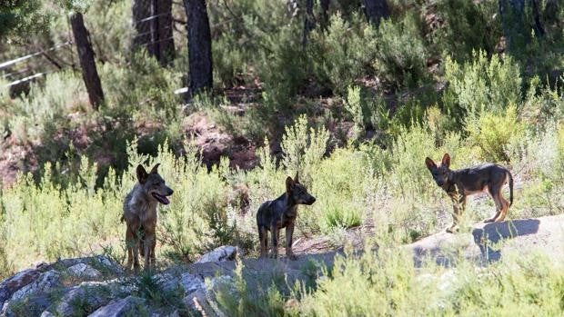 Los vecinos de Aguilar de Campos alertan de la presencia de hasta cinco lobos en la localidad