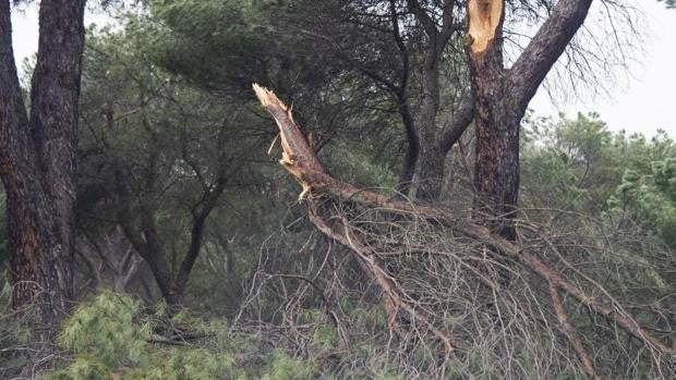 «Filomena» causó daños en siete árboles singulares de la región y en cuatro nidos de cigüeña