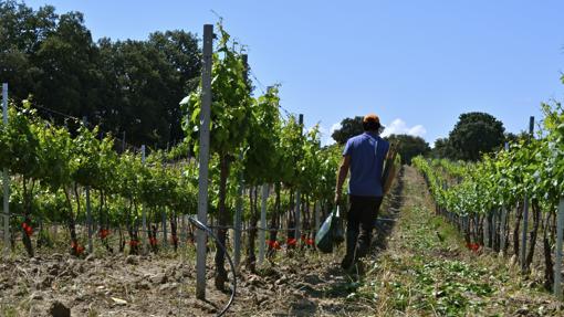 Los mejores vinos de Castilla-La Mancha elaborados con uvas autóctonas minoritarias