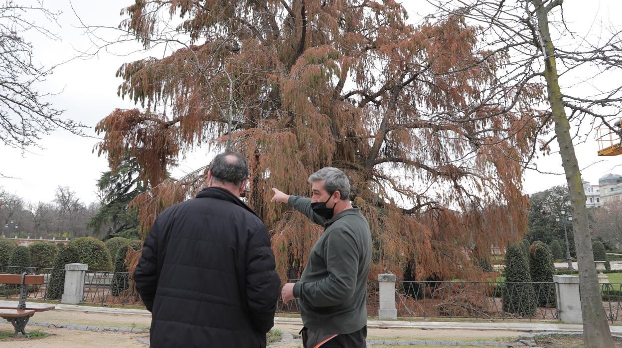 Operarios evalúan el arbolado tras el paso de Filomena en el Retiro