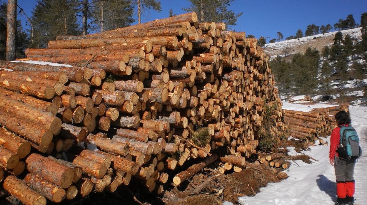 Piden al Ayuntamiento de Cuenca investigar la posible tala irregular de árboles en la Serranía