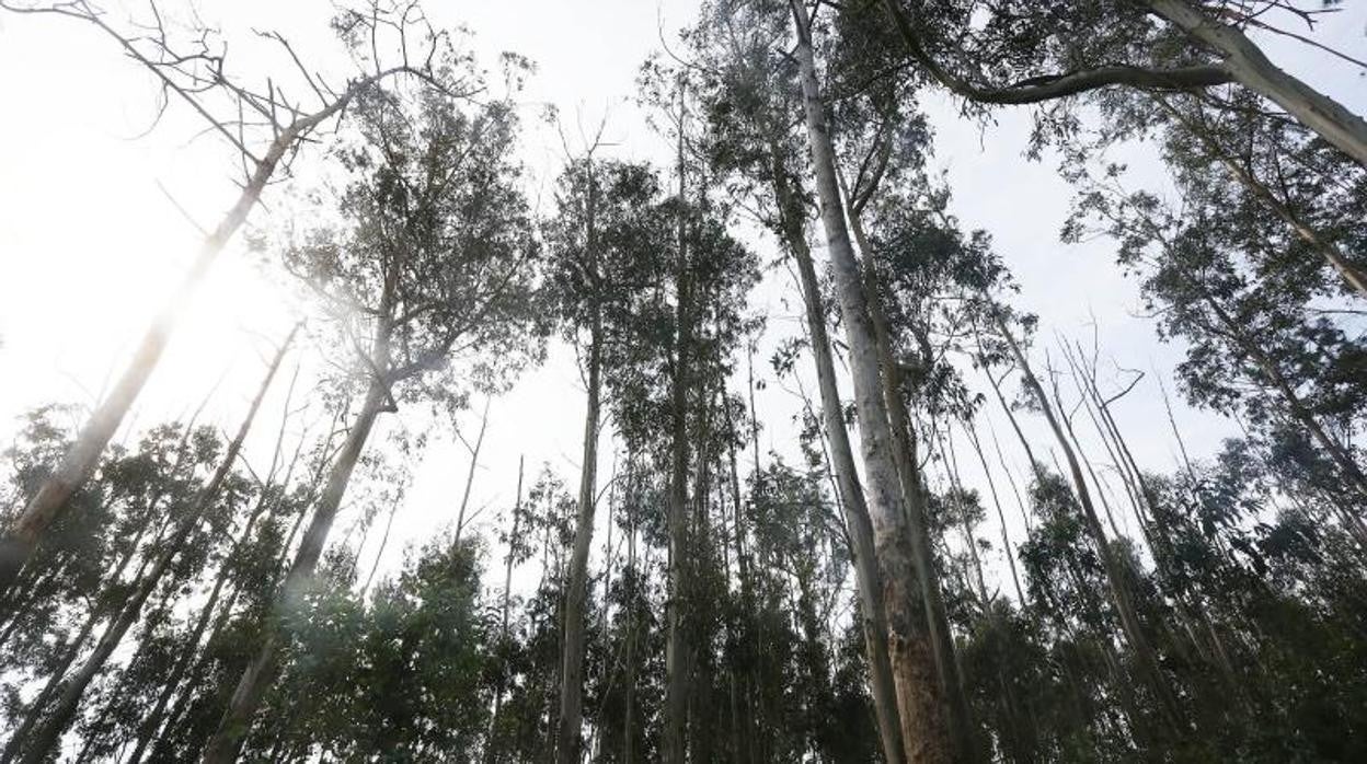 Eucaliptos en un monte gallego