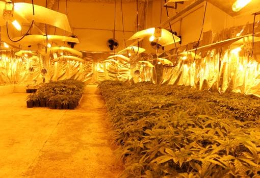 Imagen de uno de los cultivos de marihuana desarticulados por la Policía Nacional