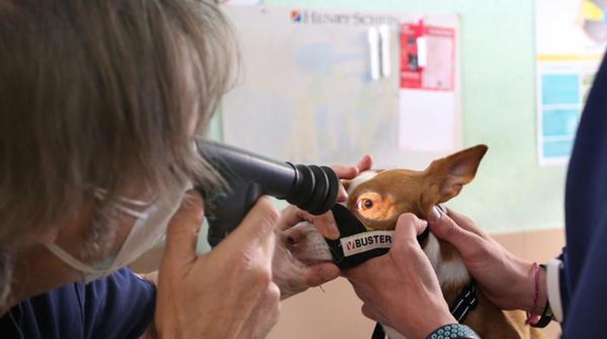 El veterinario examinando a un podenco