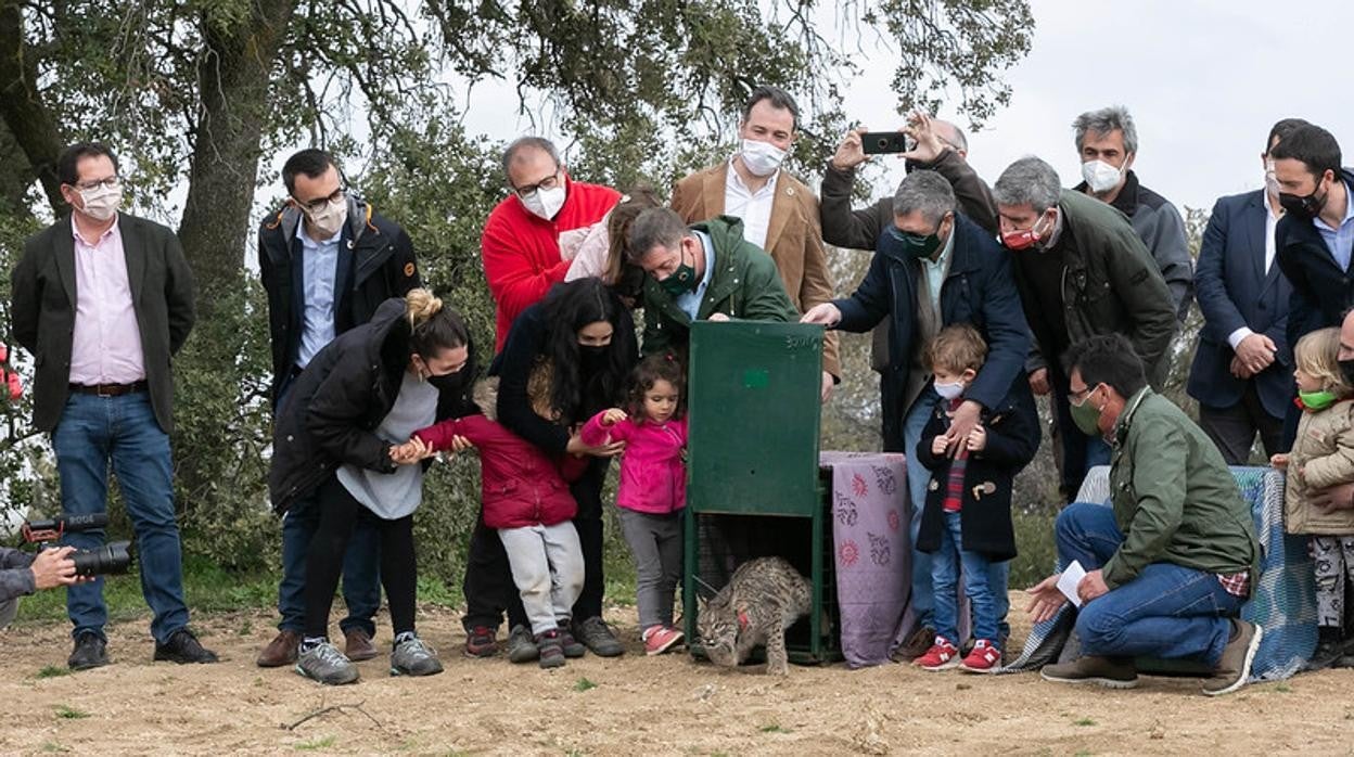 García-Page durante la liberación de uno de los linces en la finca El Borril, en Polán