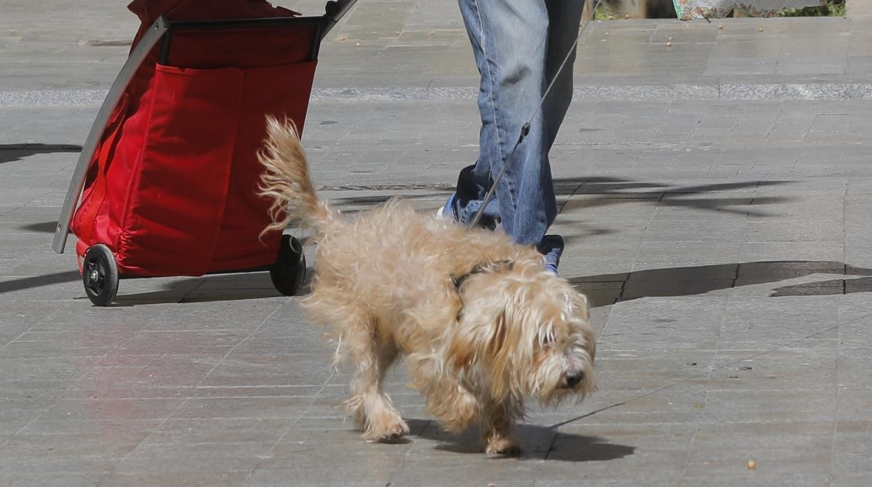 Imagen de archivo de un perro paseando por Valencia