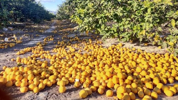 La crisis hostelera por el coronavirus arrastra al limón y los agricultores arrancan y tiran el fruto por su precio