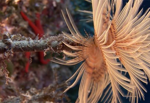 El espirógrafo o «plumero de mar», una criatura marina sorprendente