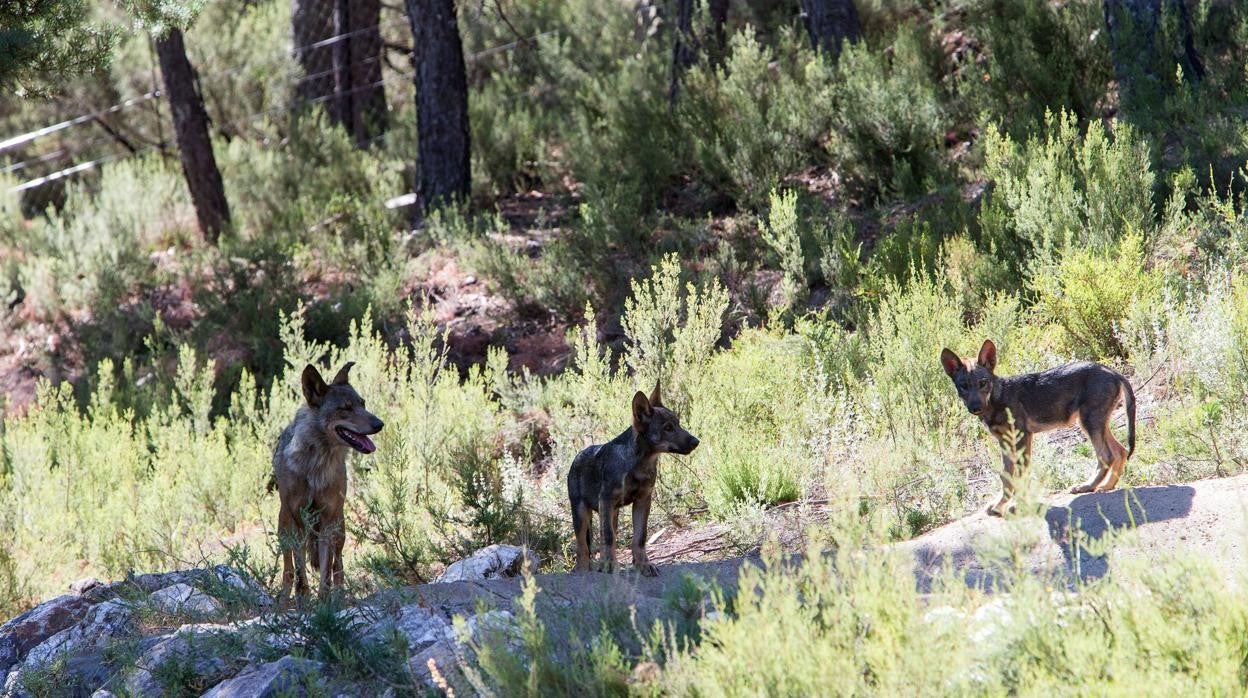 El Congreso tumba la moción de Foro, Vox y PP sobre el lobo