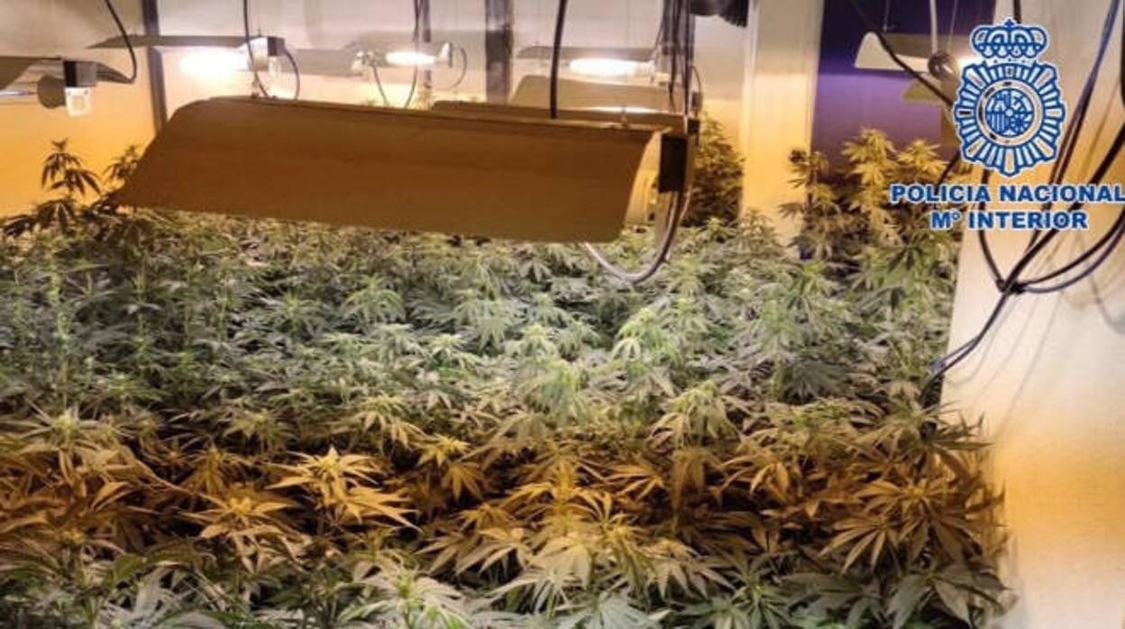 Plantación de marihuana en una vivienda social de Albacete