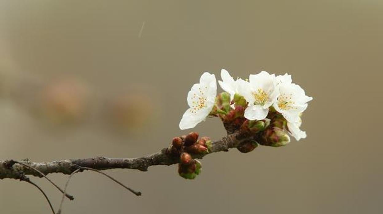 Almendro en flor