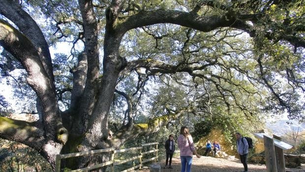 Una carrasca milenaria que nació con el Reino de Aragón, declarada Árbol Europeo del Año