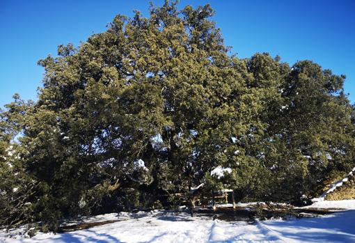 Vista invernal de la carrasca de Lecina, con el suelo cubierto por la nieve