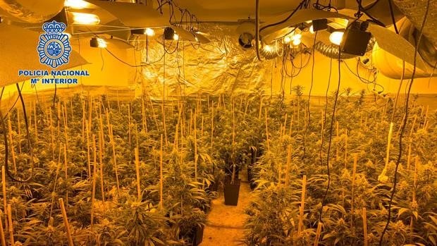 Desmantelan un centro de producción de marihuana en Olías y detienen a dos personas