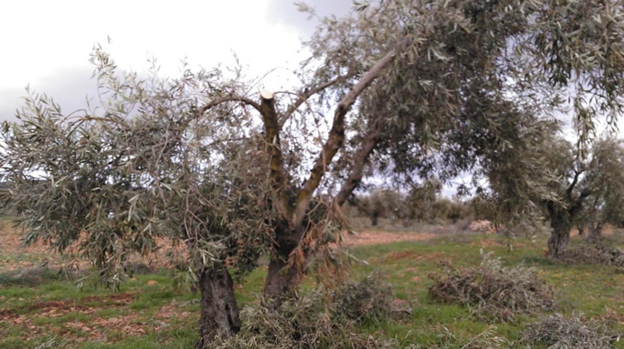 Olivos dañadao por el temporal «Filomena»