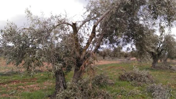 Asaja Toledo valora en 172 millones las pérdidas sufridas por el olivar de la provincia por «Filomena»