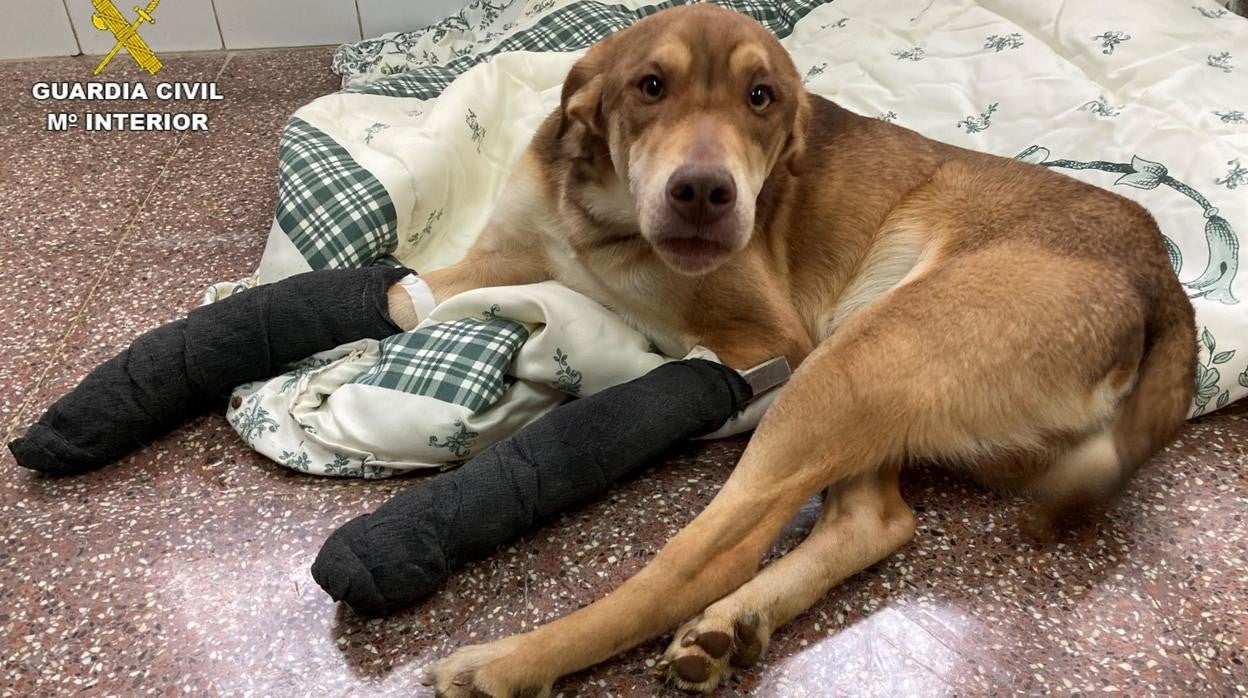 El perro con las patas fracturadas, tras recibir atención veterinaria