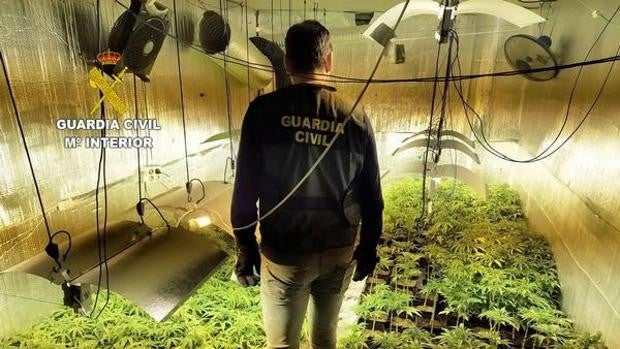 Cuatro detenidos por tener dos grandes invernaderos con más de 500 plantas de marihuana