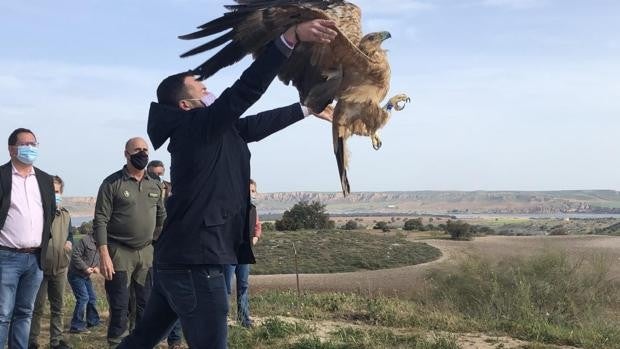 Reintroducen en el medio natural a un águila imperial ibérica recuperada en el CERI de Sevilleja