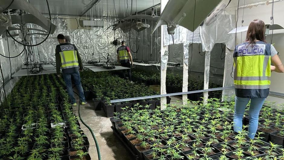 Detienen a un joven que ocultaba dos plantaciones con 3.000 plantas de marihuana en una fábrica en Torrent