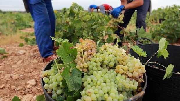 La Audiencia Nacional investiga por estafa a las grandes bodegas de Valdepeñas