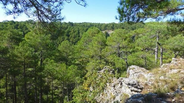 La Junta aprueba 105.379 euros para la certificación forestal de montes de Cuenca, Guadalajara y Toledo