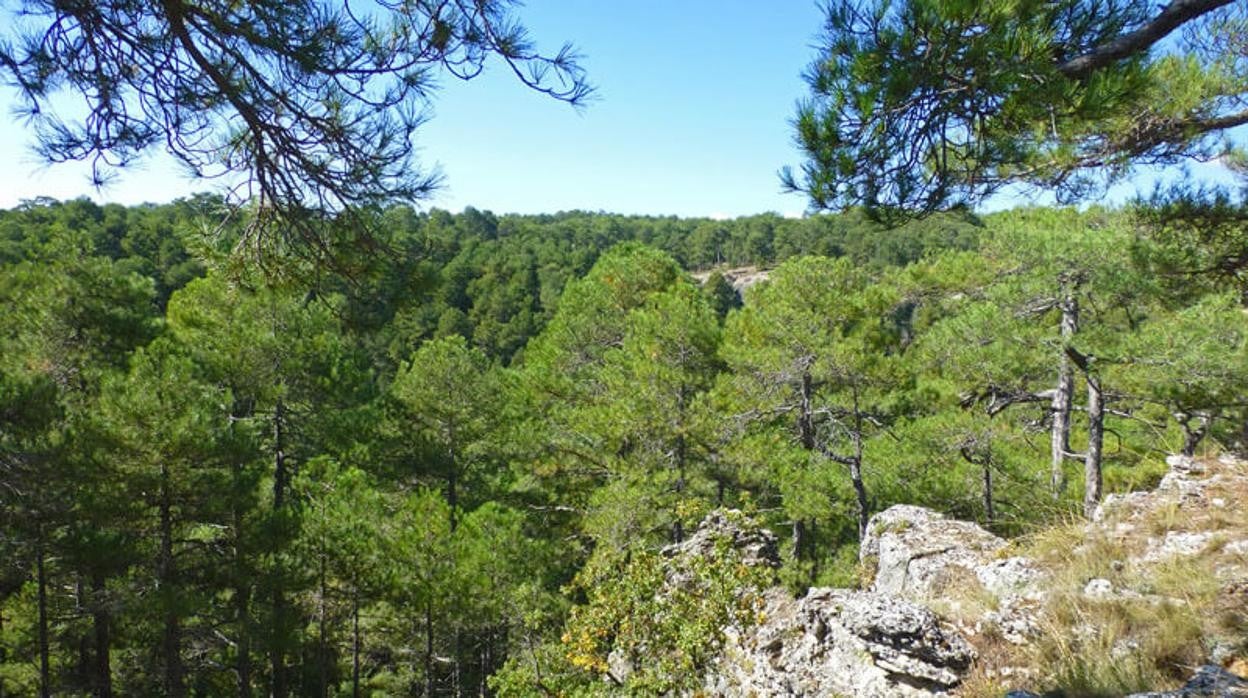 Monte público de Los Palancares, primero en obtener el certificado internacional FSC