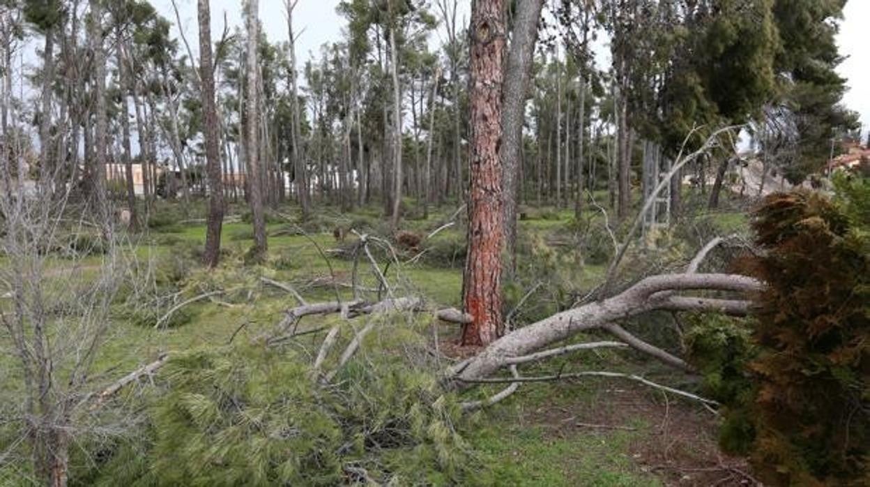 Árboles caídos en Olías del Rey junto a Los Gavilanes