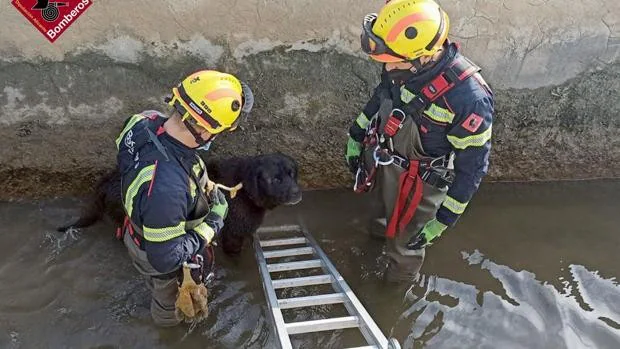 Los bomberos rescatan a un perro que había caído a una acequia en Catral