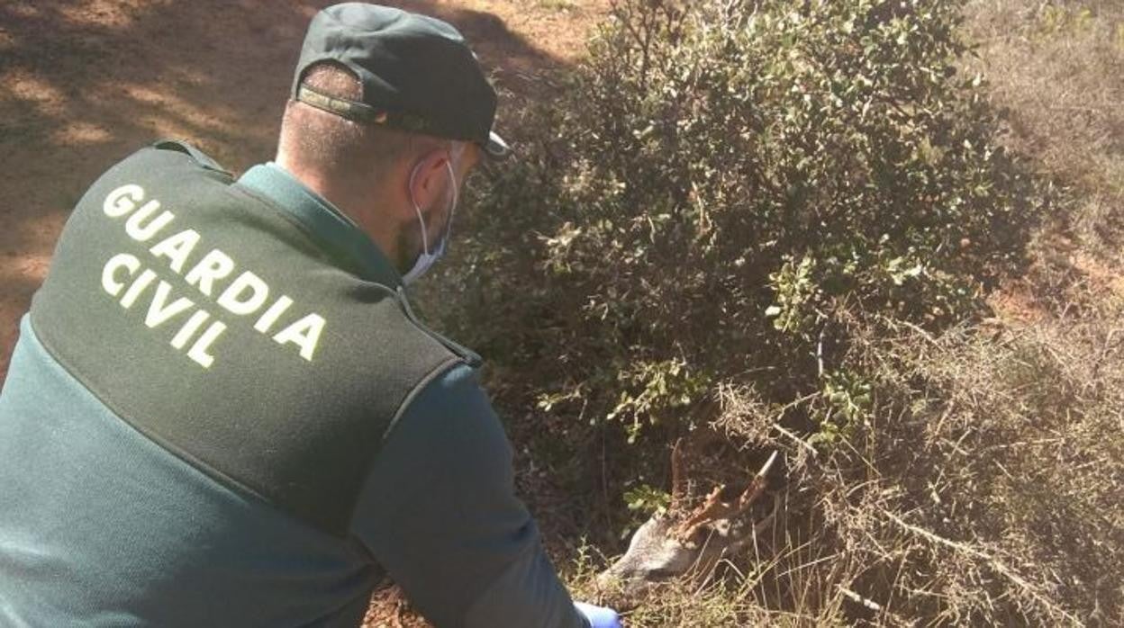 Un agente de la Guardia Civil con la cabeza del corzo hallada