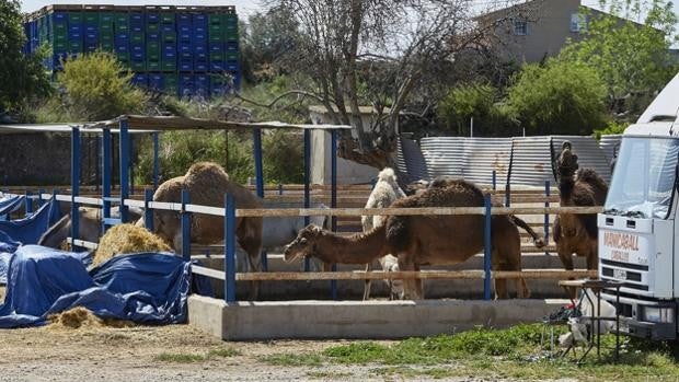 Un joven muere tras ser arrastrado por un dromedario en una excursión en Manises