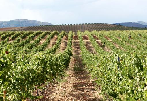 La bodega guadalajareña Finca Río Negro, nuevo miembro de Cervim por sus viñedos de montaña