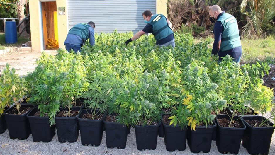 Detienen con 998 plantas de marihuana a un okupa que dejó sin luz a sus vecinos en una casa de campo en Novelda