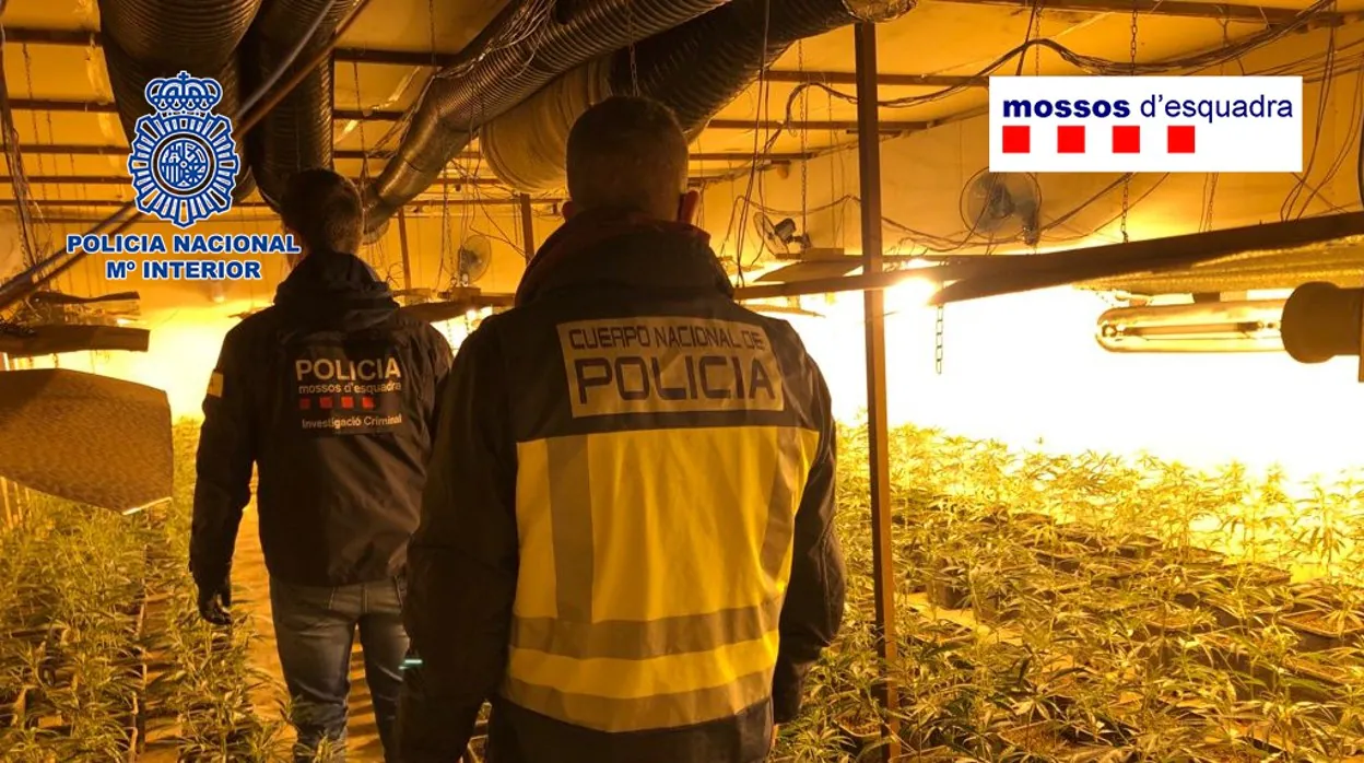 Mossos y Policía en una de las plantaciones de marihuana intervenidas