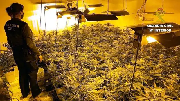 Detenido un joven de 29 años por tener una plantación «indoor» de marihuana con 150 plantas