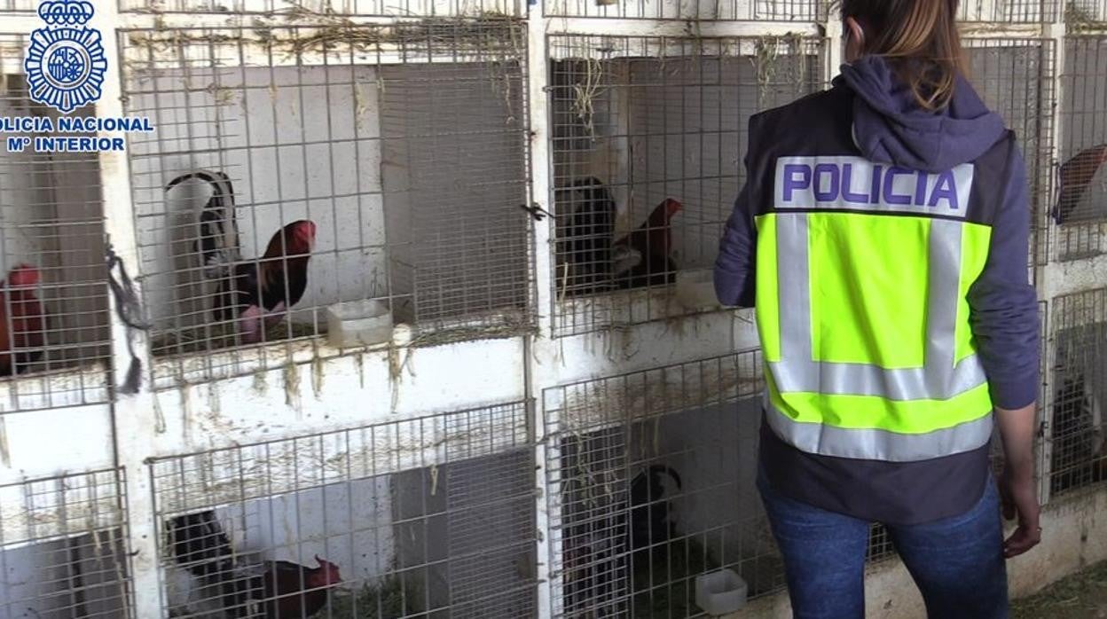 Varios de los gallos utilizados para peleas intervenidos por los agentes