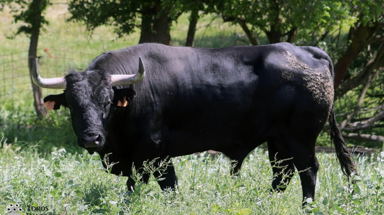 Uno de los toros de Mariano de León lidiados en Casarrubios del Monte