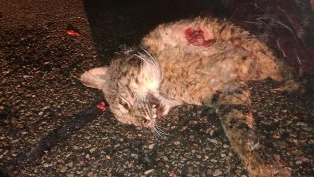 Ecologistas en Acción denuncia el hallazgo de un lince ibérico atropellado