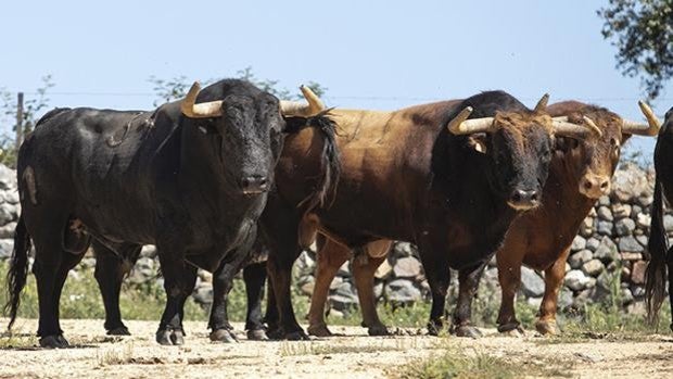 Seis toros de Buenavista protagonizarán la corrida de Añover de Tajo el 23 de mayo