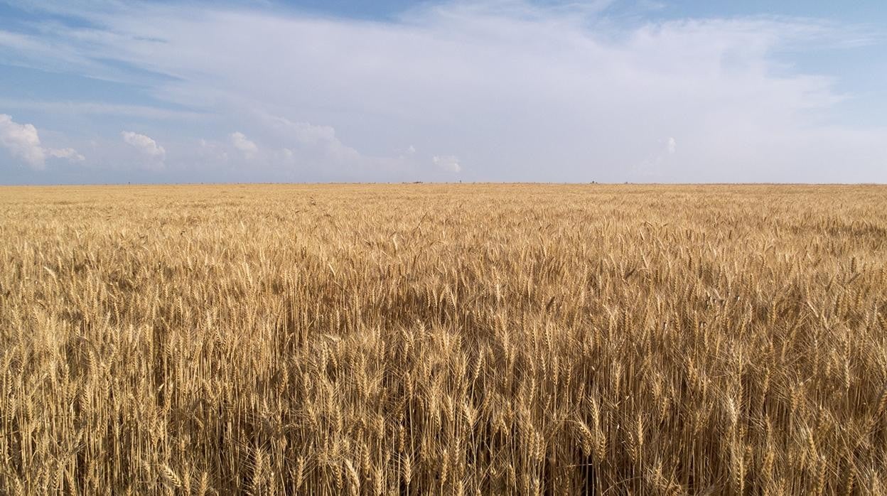 Imagen de archivo de un campo de cereal