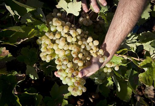 Bodegas Latúe: los vinos de Villanueva de Alcardete que triunfan fuera de nuestras fronteras