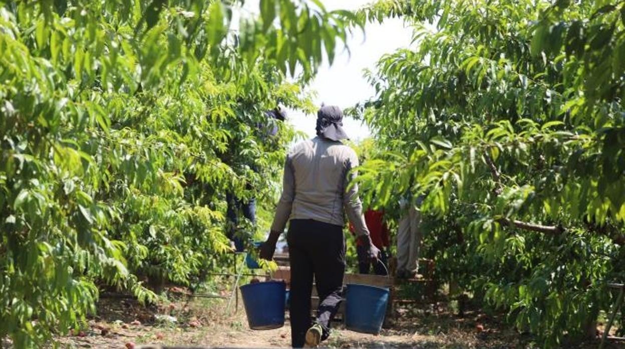 La recogida de la fruta ya ha arrancado en Aragón con la cosecha de la cereza temprana. De momento, en los próximos días serán vacunados contra el Covid 2.500 temporeros