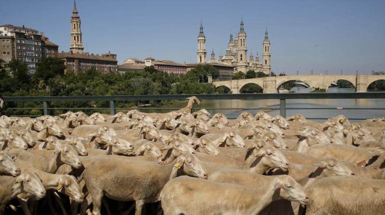 El brote de brucelosis que se acaba de detectar en rebaños de Teruel. Sobre estas líneas, un rebaño cruzando el Ebro en Zaragoza, con la Basílica del Pilar al fondo