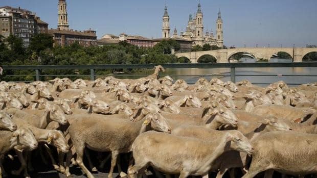 Alerta en Aragón por un brote de brucelosis ovina: mata 4.000 animales para atajar el contagio
