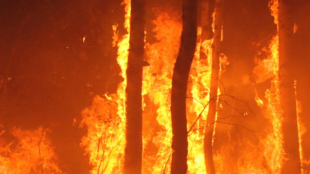 Alerta máxima por temperaturas y riesgo de incendio forestal en Canarias