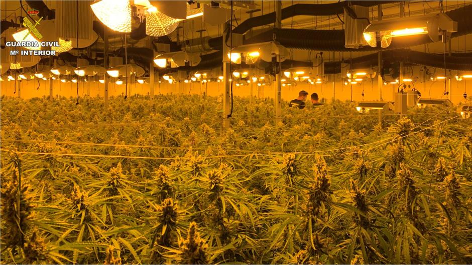 Cae un grupo criminal con cerca de 5.000 plantas de marihuana vigiladas por cámaras y perros en Sax