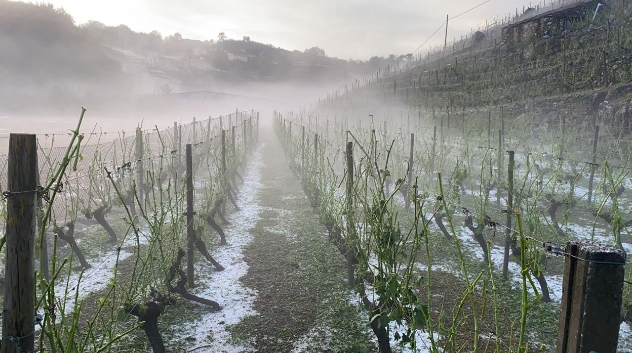 Uno de los viñedos más afectados por el granizo