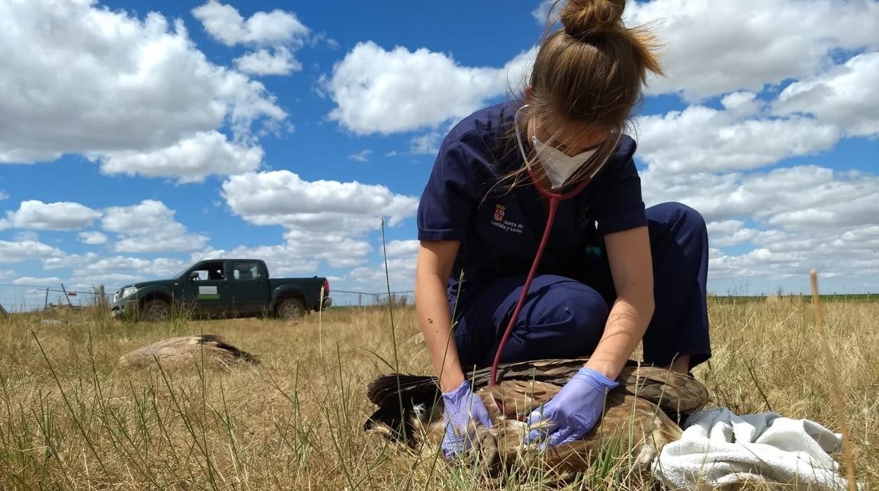 Veterinaria de la Junta inspecciona una de las aves intoxicadas.