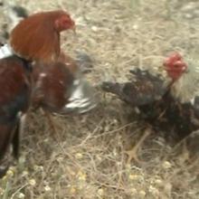 Pelea de gallos